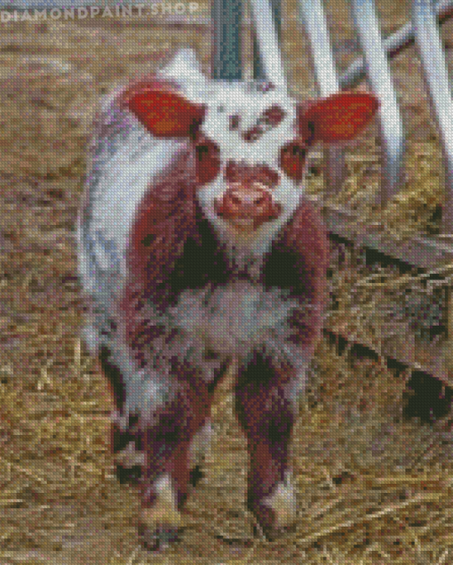 Shorthorn Calf Diamond Paintings