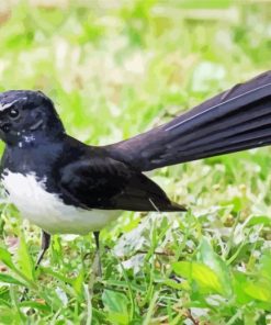 Cool Willie Wagtail Diamond Paintings