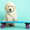 Cute Dog Skateboard Diamond Paintings