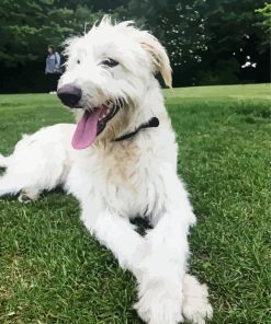 White Wolfhound Diamond Paintings