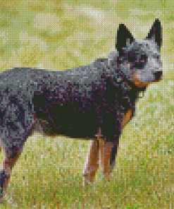 Australia Cattle Dog Diamond Paintings