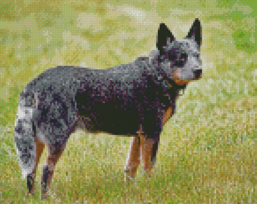 Australia Cattle Dog Diamond Paintings