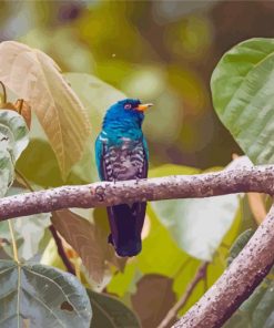 Beautiful Asian Emerald Cuckoo Bird Diamond Paintings