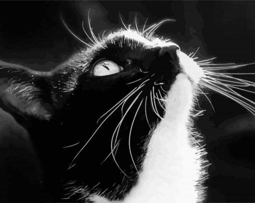 Black And White Tuxedo Cat Diamond Paintings