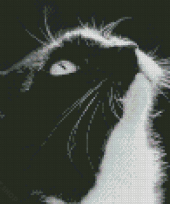 Black And White Tuxedo Cat Diamond Paintings