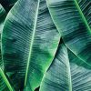 Green Banana Leaves Diamond Paintings