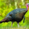 Wild Turkey Diamond Piantings