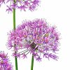 Allium Art Diamond Paintings