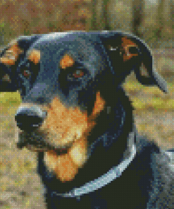 Beauceron Head Diamond Paintings