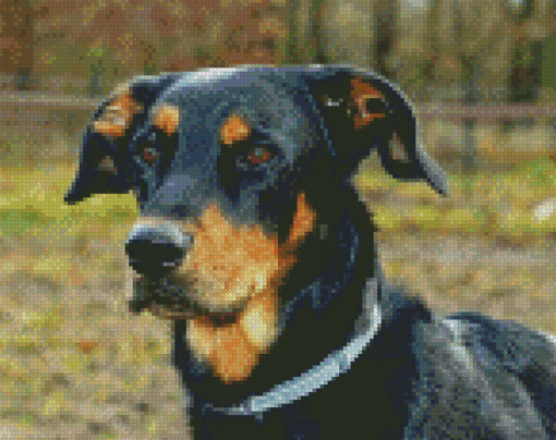 Beauceron Head Diamond Paintings