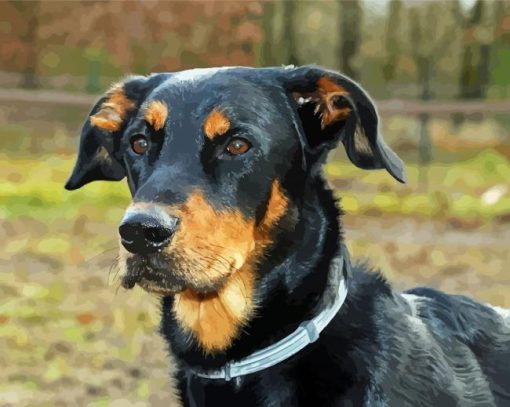 Beauceron Head Diamond Paintings