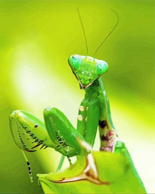 Green Praying Mantis Diamond Paintings