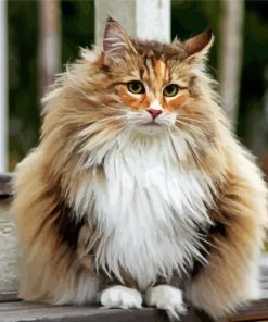 Norwegian Forest Cat Diamond Piantings