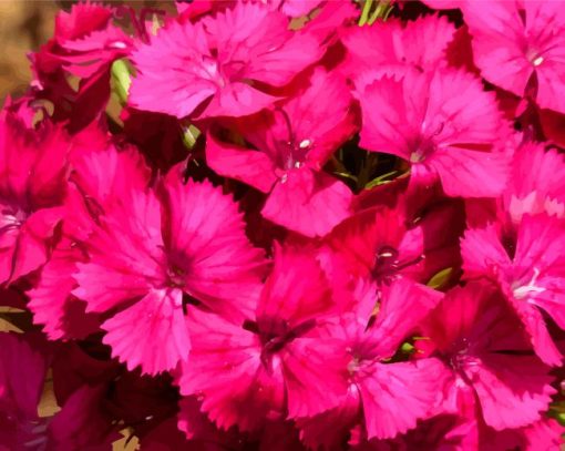 Pink Sweet William Diamond Paintings