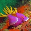 Purple Yellow Sea Slug Diamond Paintings