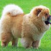 Aesthetic Chow Chow Diamond Paintings