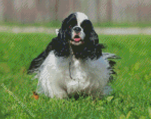 Black And white cocker Spaniel Diamond Paintings