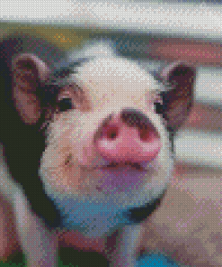 Cute Pig Diamond Paintings