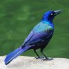 Grackle Bird Diamond Paintings