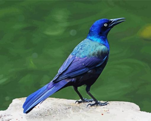 Grackle Bird Diamond Paintings