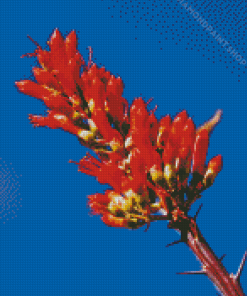 Ocotillo Flowering Plant Diamond Paintings