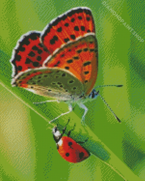 Orange Butterfly And Ladybug Diamond Paintings