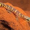 Wild Desert Gecko Diamond Paintings