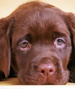 Aestehtic Brown Labrador Diamond Paintings