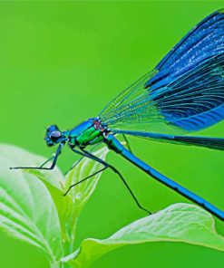 Aesthetic Blue Dragonfly Insect Diamond Paintings