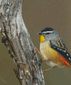 Aesthetic Pardalote Diamond Paintings