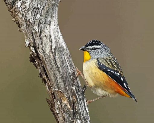 Aesthetic Pardalote Diamond Paintings