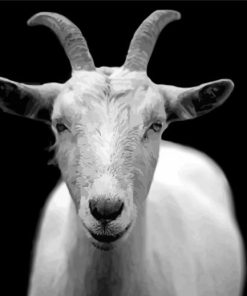 Black And white Goat Diamond Paintings