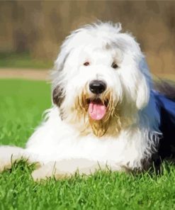 Cute Old English Sheepdog Diamond Paintings