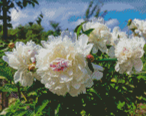 Cute White Peony Diamond Paintings