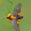 Flying Baltimore Oriole Diamond Paintings