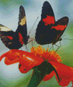 Orange And Black Butterflies And Blossoms Diamond Paintings