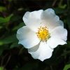 White Cherokee Rose Diamond Paintings