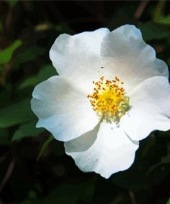 White Cherokee Rose Diamond Paintings