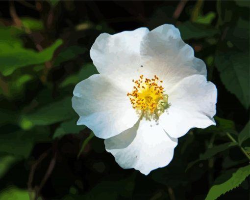 White Cherokee Rose Diamond Paintings