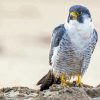 Aesthetic Peregrine Falcon Diamond Paintings