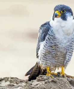 Aesthetic Peregrine Falcon Diamond Paintings