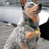 Australian Cattle Dog Sitting Diamond Paintings