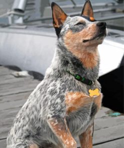 Australian Cattle Dog Sitting Diamond Paintings