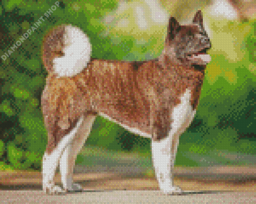 Brown American Akita Dog Diamond Paintings