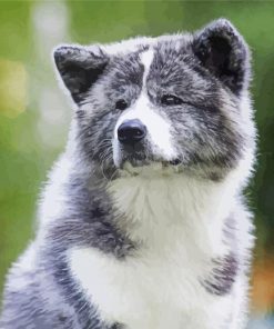 Grey American Akita Diamond Paintings