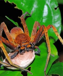 Huntsman Spider Insect With Egg Sack Diamond Paintings