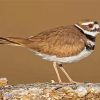 Killdeer Bird Animal Diamond Paintings