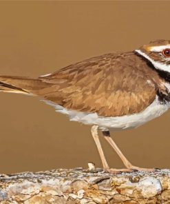 Killdeer Bird Animal Diamond Paintings