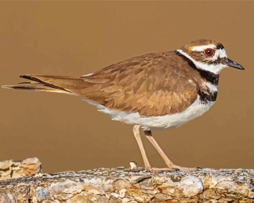 Killdeer Bird Animal Diamond Paintings