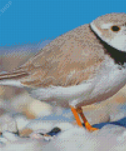 Piping Plover Bird Diamond Paintings